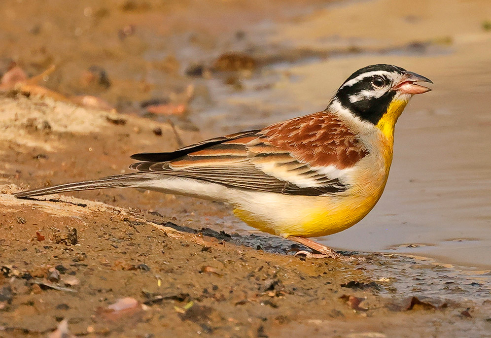 Golden-breasted Bunting